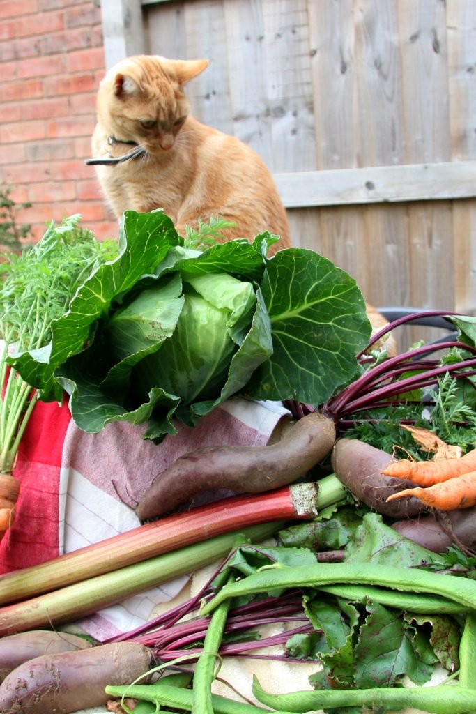 Kat bij groenten